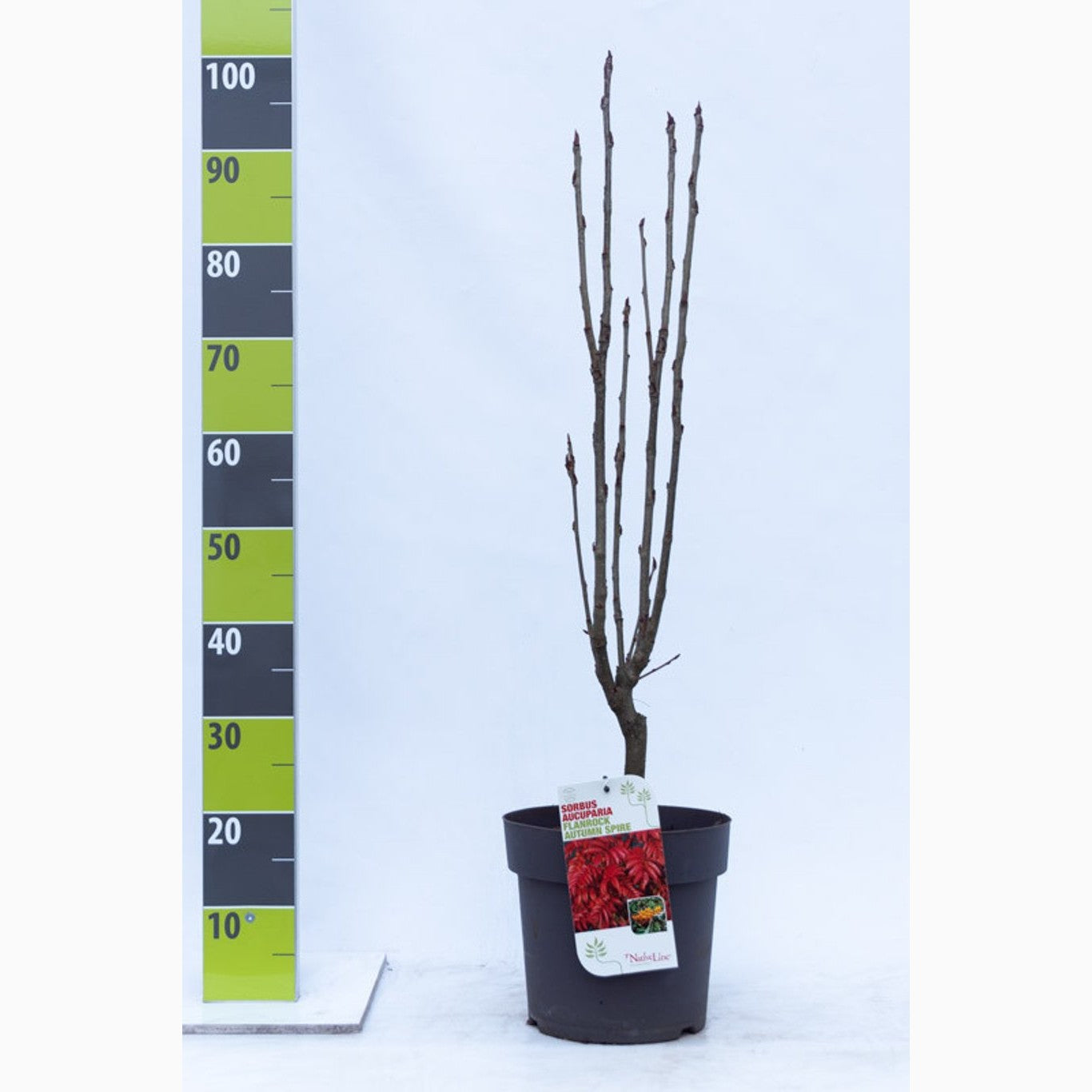 Rönn – Sorbus 'Autumn Spire'® - C7 80-100 CM